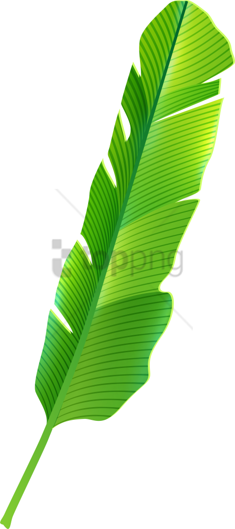 Free Png Tropical Banana Leaf Png Image With Transparent - Banana Leaves Clipart Png (480x1081), Png Download