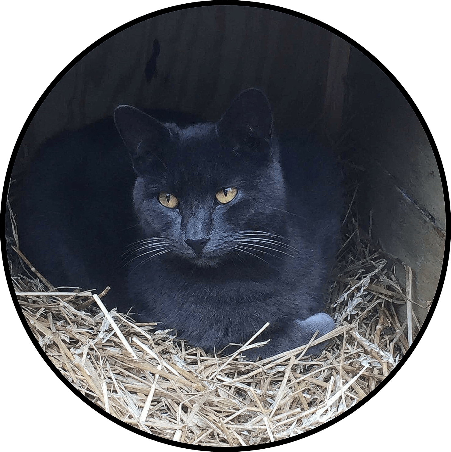 Tnr Achieves 72% Drop In Kitten Birth Rate Finds Alley - Black Cat (1481x1484), Png Download