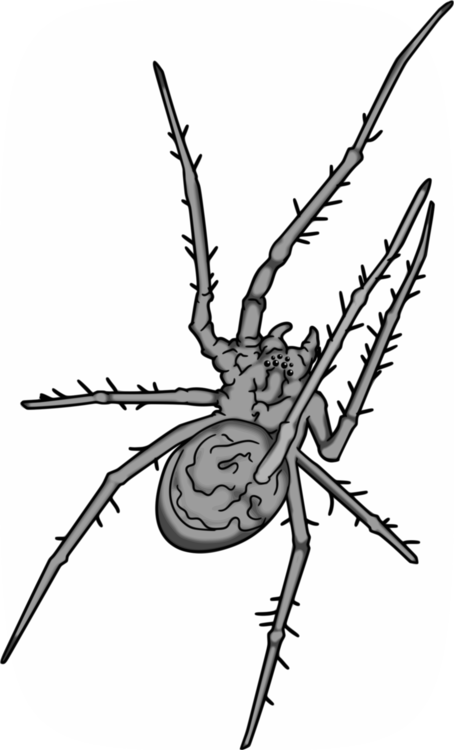 Spider Web Grey Animal Western Black Widow - Grey Spider Png (454x750), Png Download