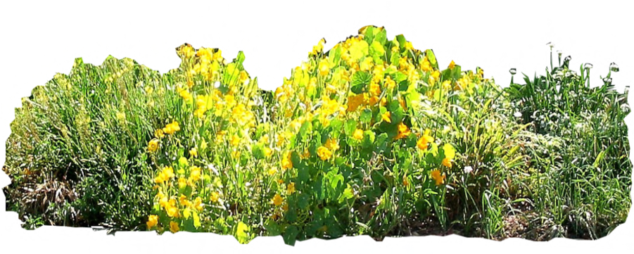 900 X 450 9 - Border Garden Png (900x450), Png Download