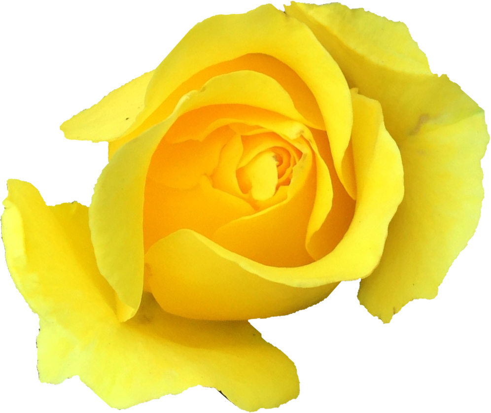 Free Download - Garden Roses (996x838), Png Download