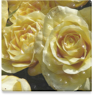 Garden Roses (800x800), Png Download