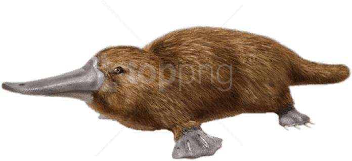 Free Png Download Duck Billed Platypus Png Images Background - Duck Billed Platypus Png (850x479), Png Download