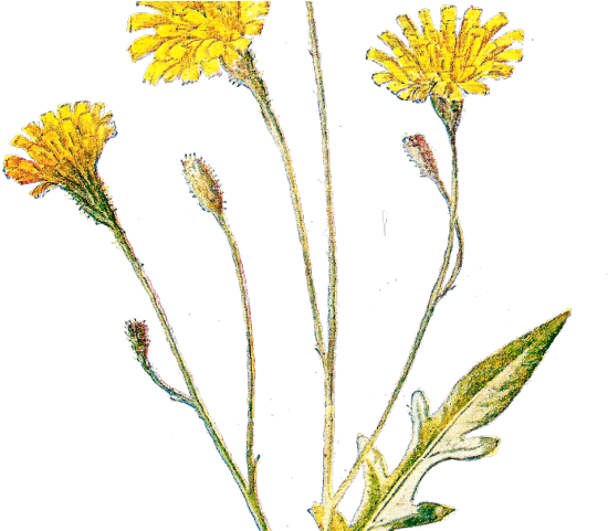 Wildflower Clipart Antique - Antique Botanical Prints (640x480), Png Download