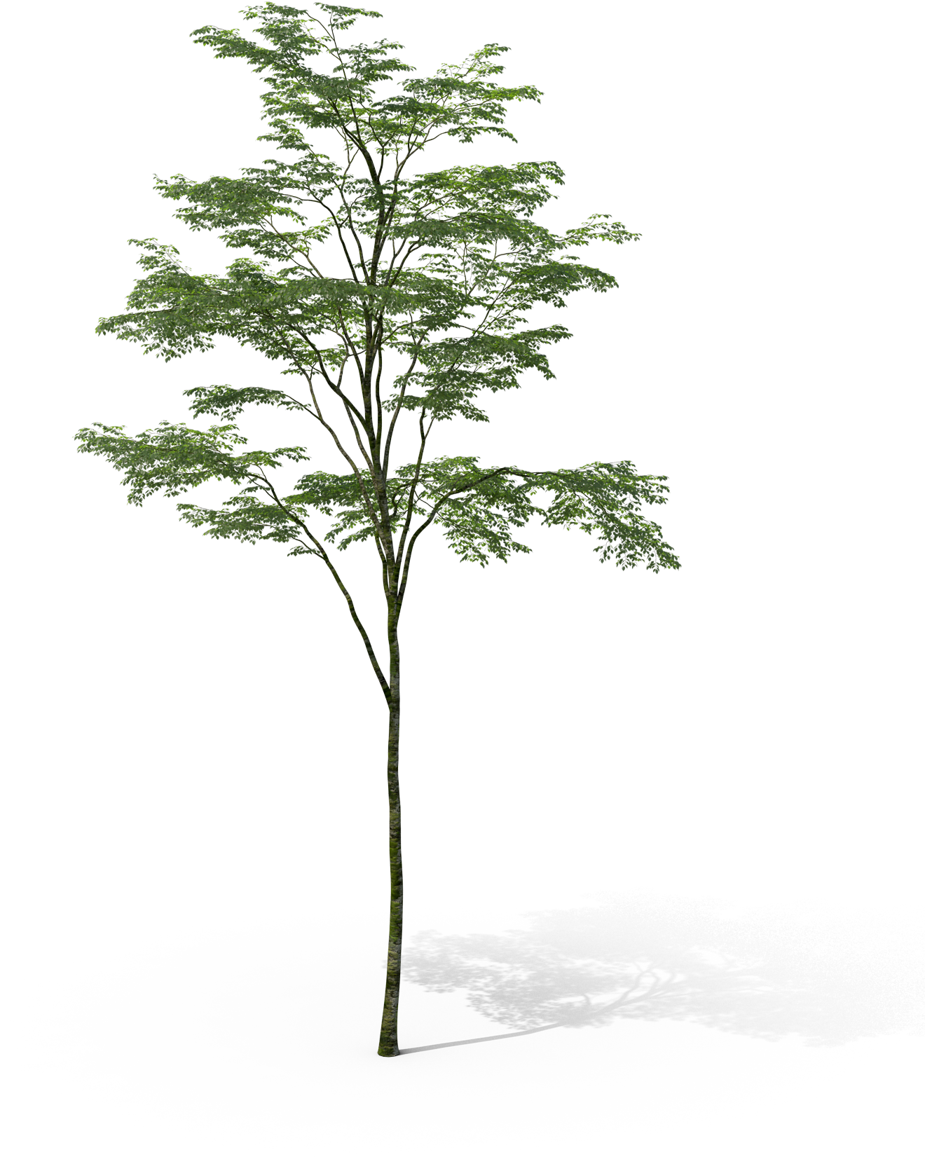 Fondo-arbol - Pond Pine (1376x1773), Png Download