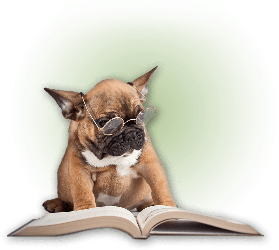 Dawgiebowl Blog - Dog Wearing Glasses Reading (1000x866), Png Download