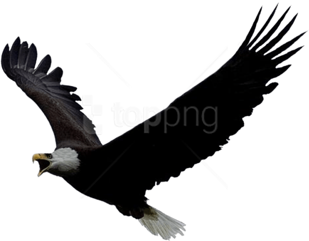 Free Png Download Eagle Png Images Background Png Images - Lukachukai Community School Logo (850x620), Png Download