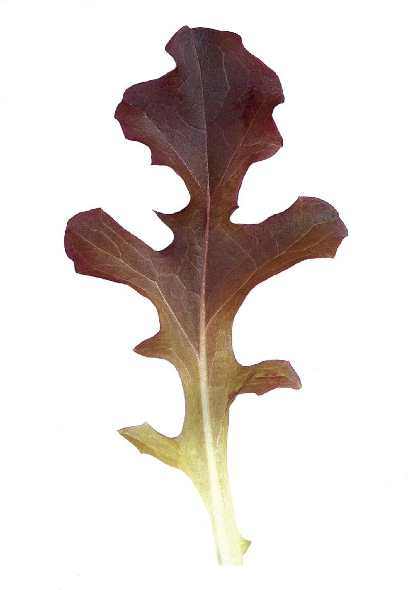 Garrison Oakleaf Lettuce - Oak Leaf Lettuce Red Oak Lettuce (2048x2048), Png Download