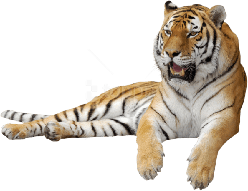 Free Png Download Tiger Sitting Sideview Png Images - Тигр Пнг (850x665), Png Download