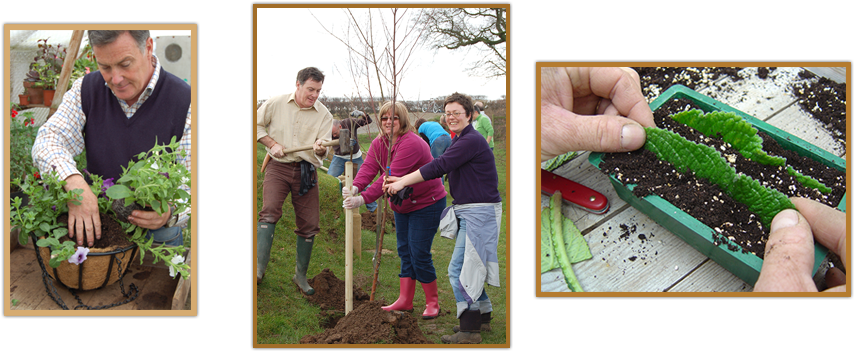 Groups - Tree (1000x400), Png Download