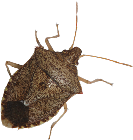 Graphic Royalty Free Library Check Wheat And Corn For - Shield Bugs (649x703), Png Download