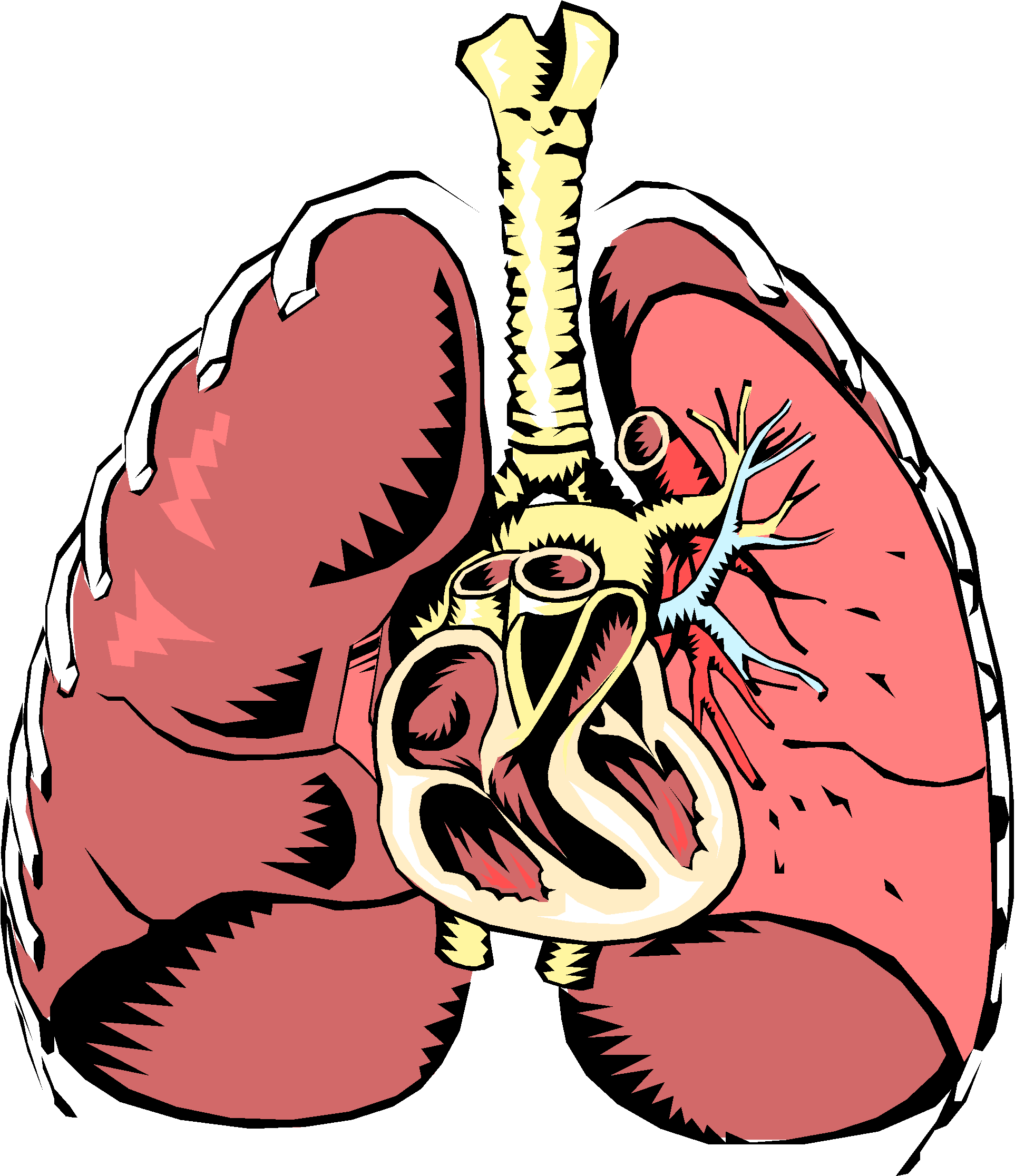 Respiratory System Clipart At Getdrawings - Respiratory System Clipart (2046x2366), Png Download