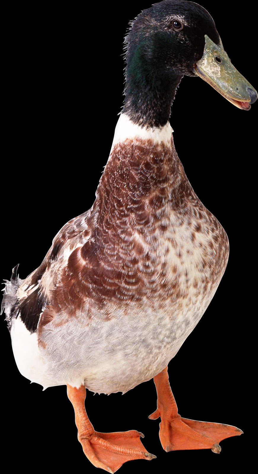 Brown Color Duck (871x1600), Png Download