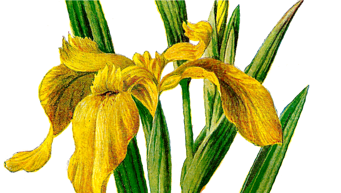 Printable Flower Clip Art Wildflower Yellow Iris Antique (1200x630), Png Download