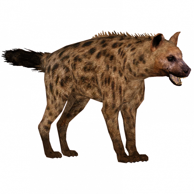 Hyena Png (650x650), Png Download