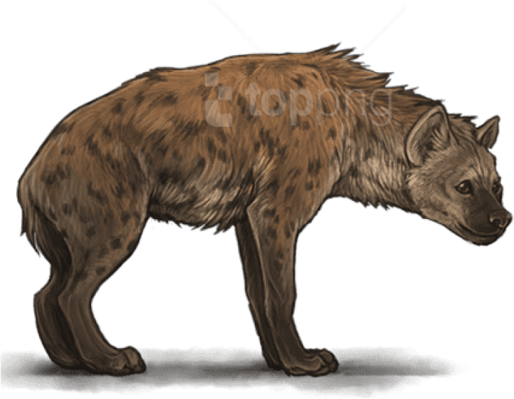 Free Png Hyena Png Images Transparent - Spotted Hyena (850x845), Png Download