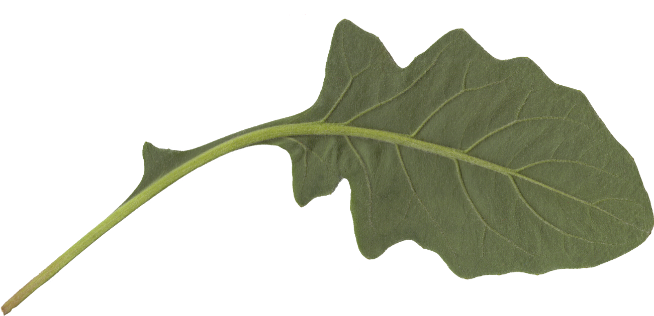 Free Download - Maple (1300x637), Png Download