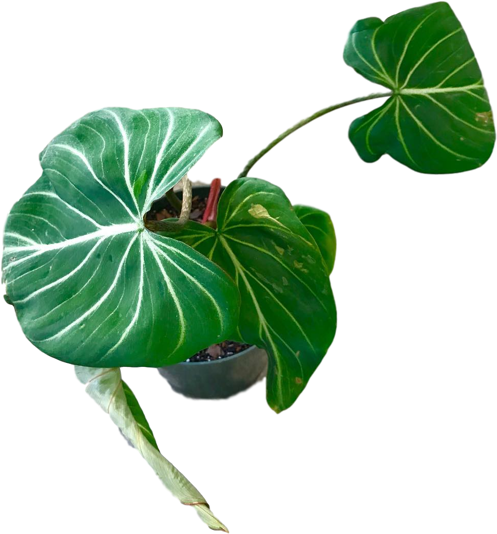 Philodendron Gloriousum 4″ - Anthurium (1080x1080), Png Download