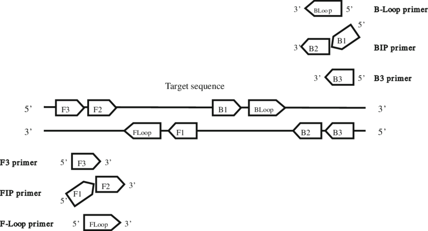 Schematic Representation Of Lamp Primer Design - Diagram (850x459), Png Download