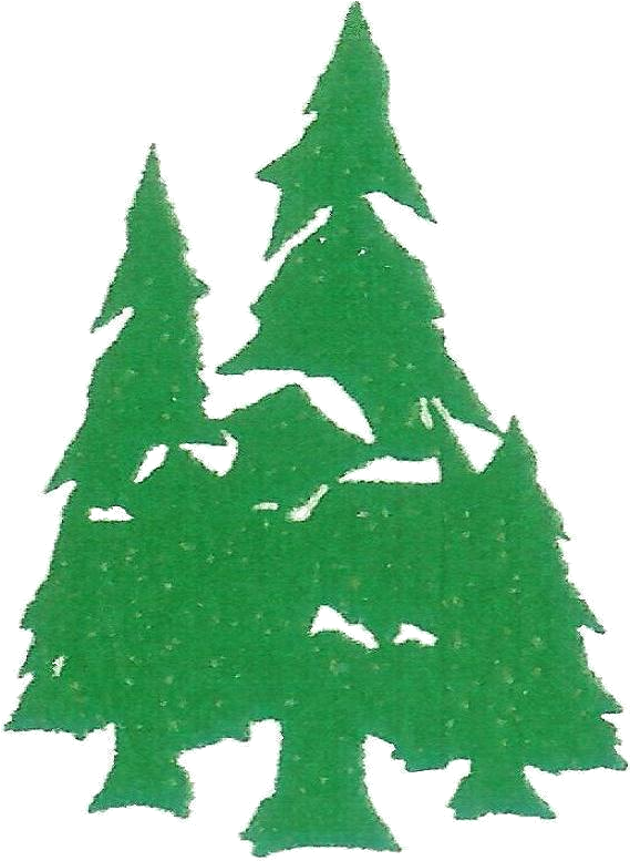 Evergreen Png - Christmas Tree (578x780), Png Download