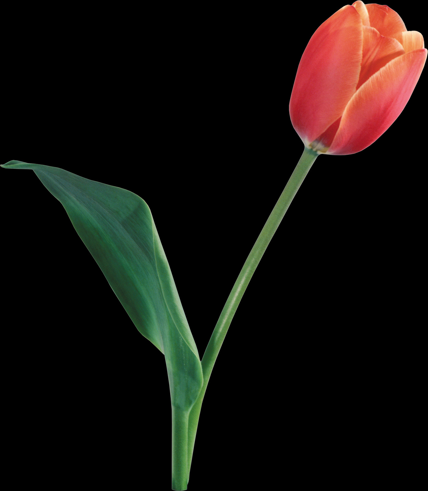 Tulip, Free Pngs - Sprenger's Tulip (1394x1600), Png Download