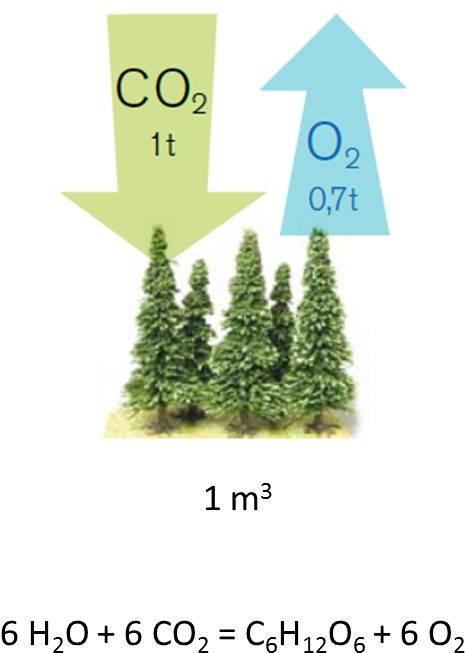 Yhteyttaminen - Carbon Sink (508x677), Png Download