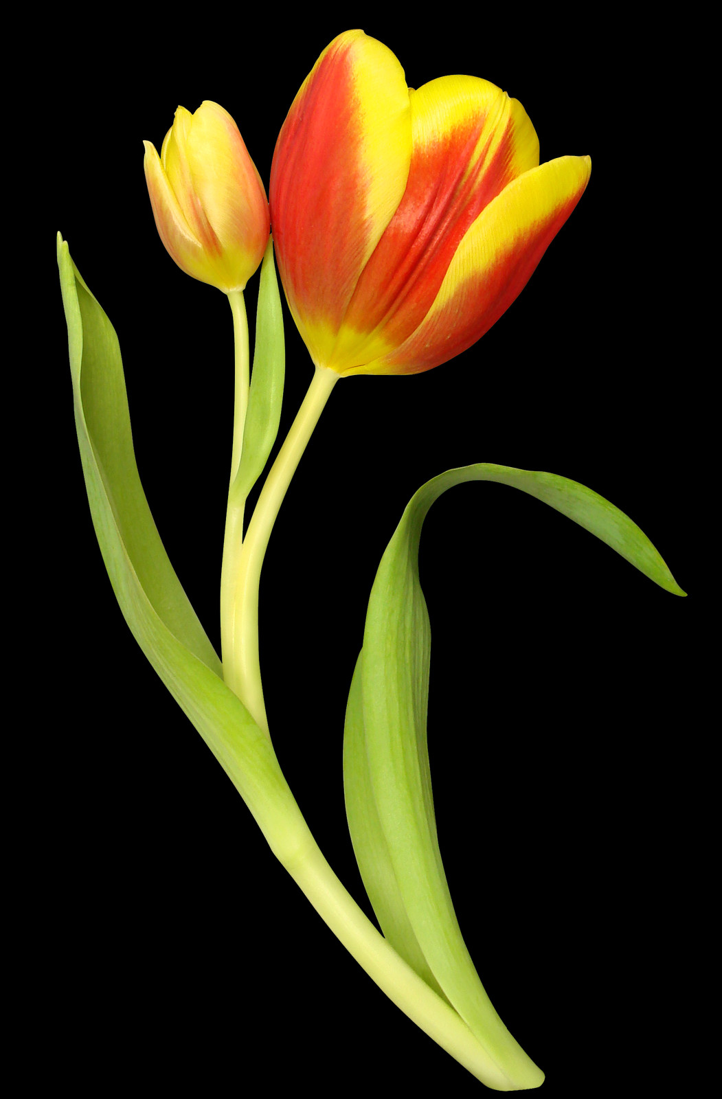Tulip, Free Pngs - سلام به دوستان گلم (1051x1600), Png Download