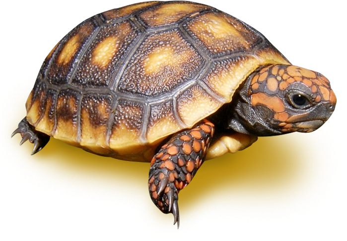 Chelonoidis (700x700), Png Download