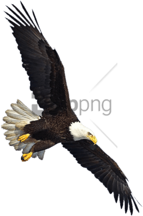 Free Png Download Eagle Flying Png Images Background - Eagle Flying Transparent Background (480x723), Png Download