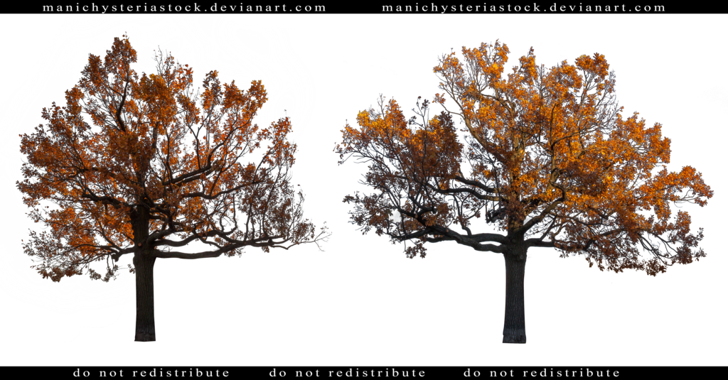 1024 X 535 2 - Fall Tree Cut Out (1024x535), Png Download