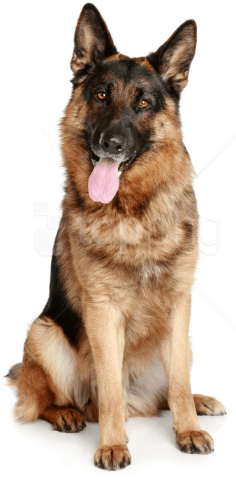 Free Png German Sheepdog From The Front Hd Png Images - Dog Png Hd (480x720), Png Download