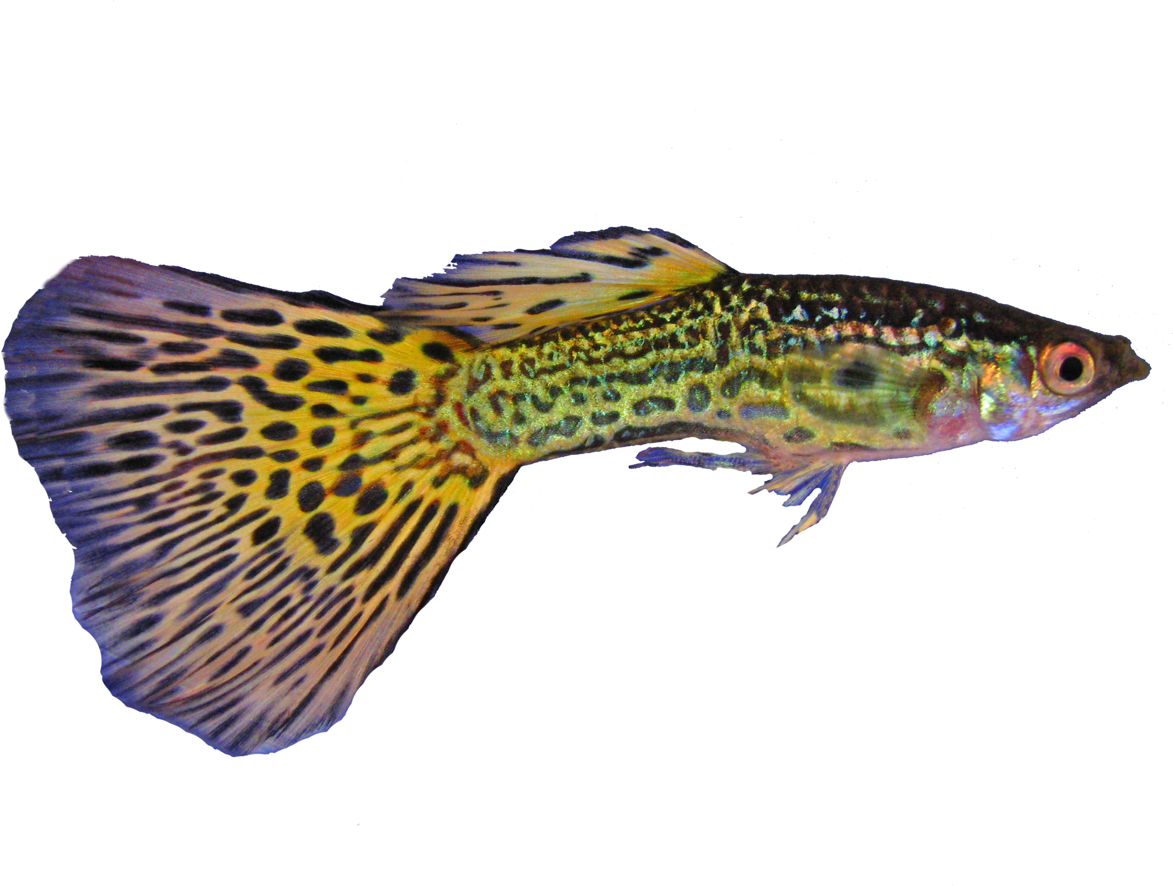 File - Guppy1trasp (2445x1800), Png Download
