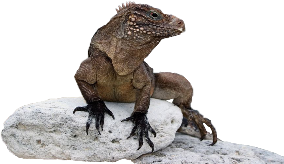 Iguana Png - Iguanas Png (1024x649), Png Download
