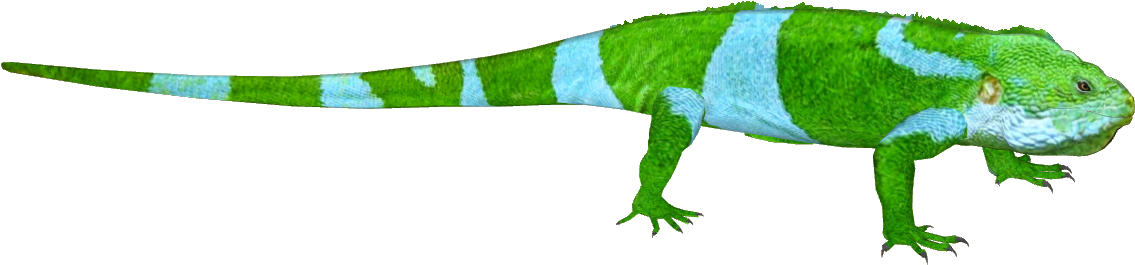 Fiji Banded Iguana - Green Iguana (1134x1134), Png Download