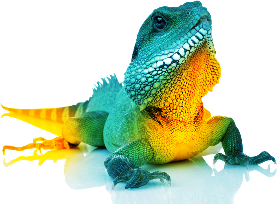 Brand Development - Common Chameleon (969x726), Png Download