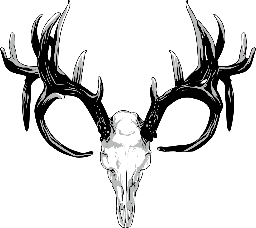 Drawing Antlers White Tailed Deer - Deer Skull Png (970x867), Png Download
