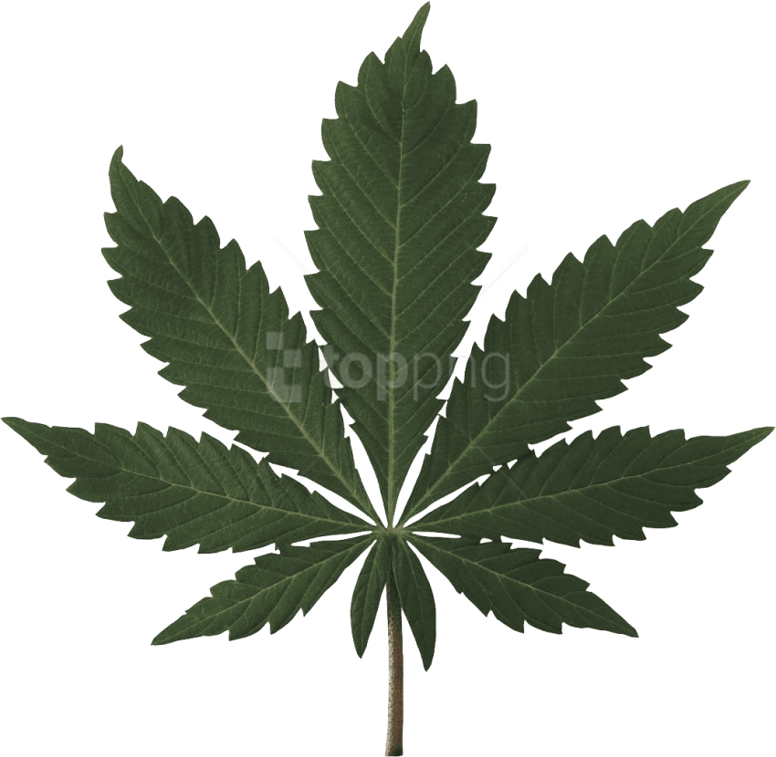 Download Download Cannabis Png Images Background High Resolution Marijuana Leaf Full Size Png Image Pngkit