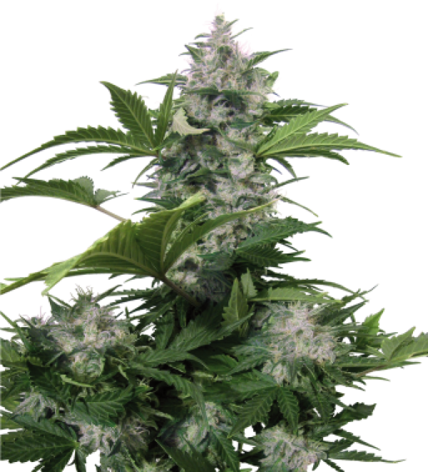 Marijuana Plant Png (600x661), Png Download
