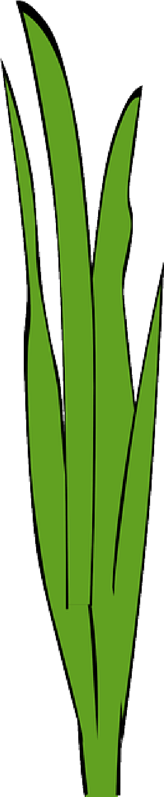 Marijuana Plant Transparent Background - Erva Daninha Png (800x1600), Png Download