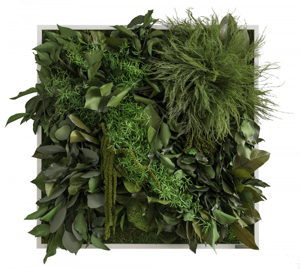 Dschungelbild Frontal - Jungle Plant Png (600x539), Png Download