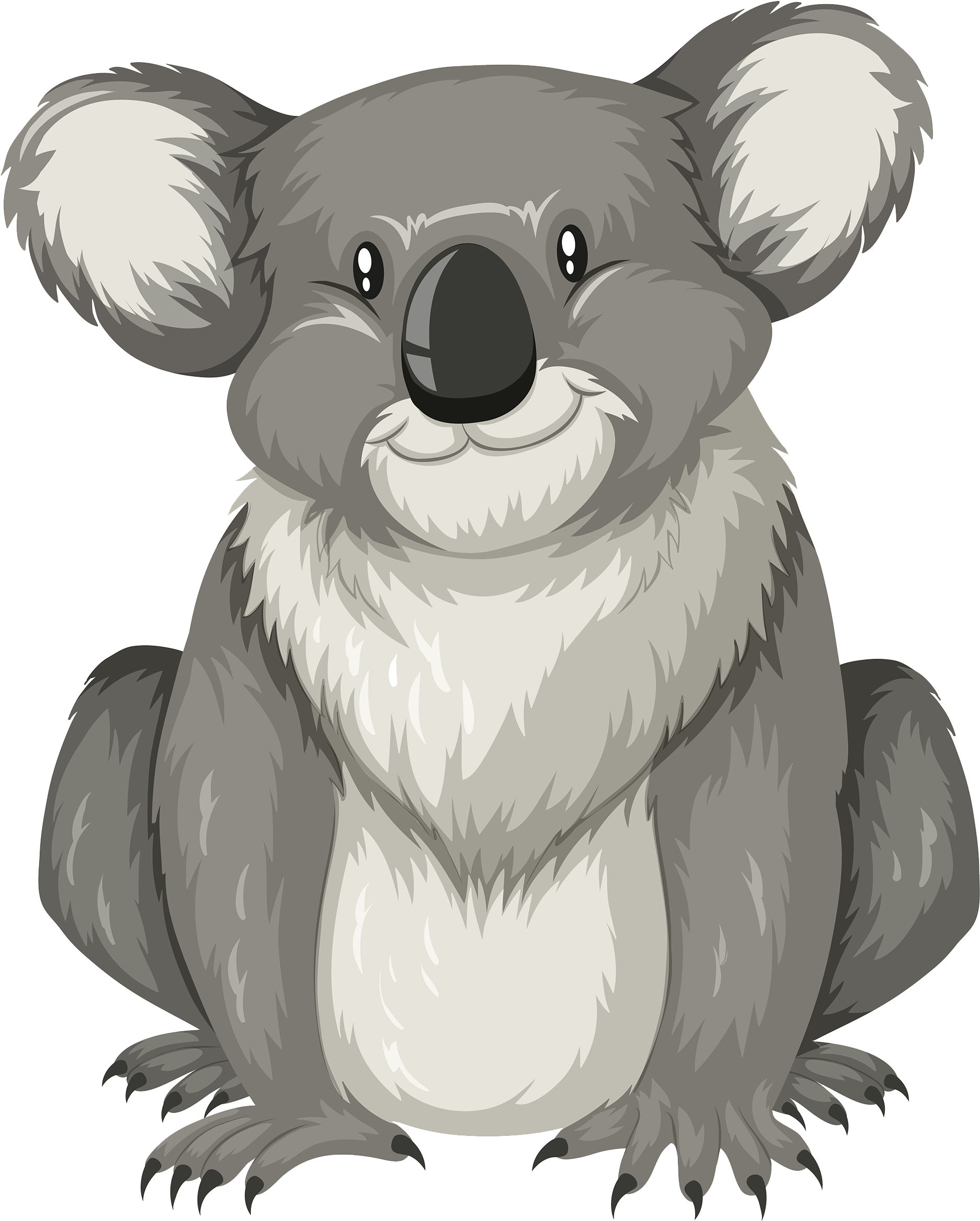 2000 X 2418 5 - Koala Flashcard (2000x2418), Png Download