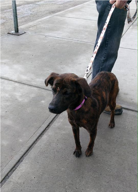 Snickers Adopted Into A Forever Home - Treeing Tennessee Brindle (800x750), Png Download