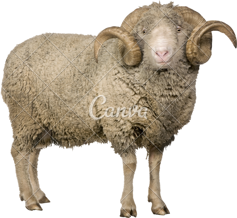 Mouton Merinos D Arles (800x737), Png Download