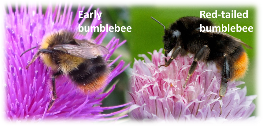 Submit Photos Of Bumblebees - Bumblebee (860x413), Png Download