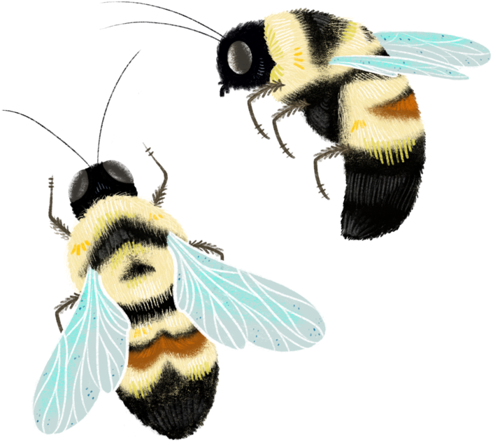 Honeybee (1200x1200), Png Download