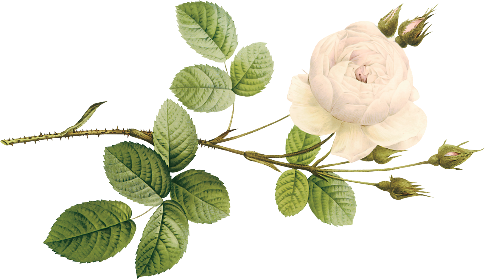 Garden Roses (1710x1000), Png Download
