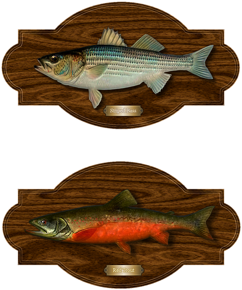 Fish, Trout, Bass, Trophy Catch, Striped Bass - Invitation (720x720), Png Download