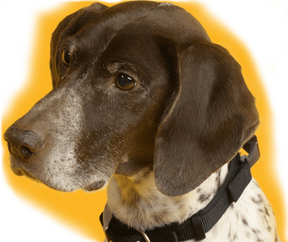 Order Monthly Meal Plan For Your Dog - Hunting Dog (989x830), Png Download