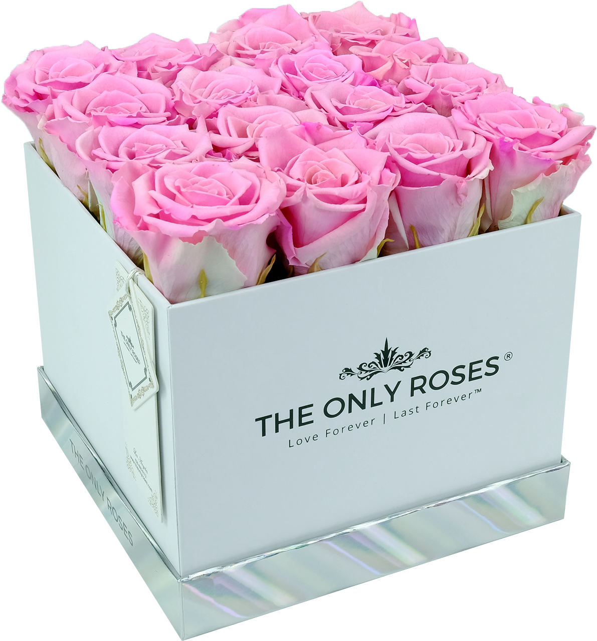 Download Pink Preserved Roses Garden Roses Full Size PNG Image PNGkit