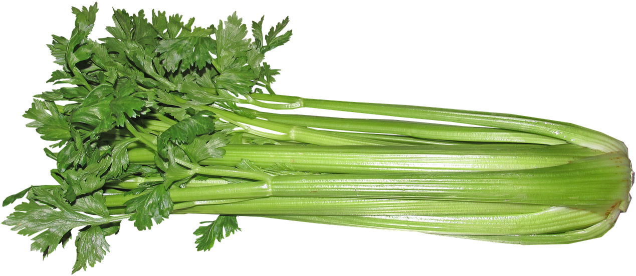 Celery, Certified Organic, Large Bunch - Selderij Png (1280x570), Png Download